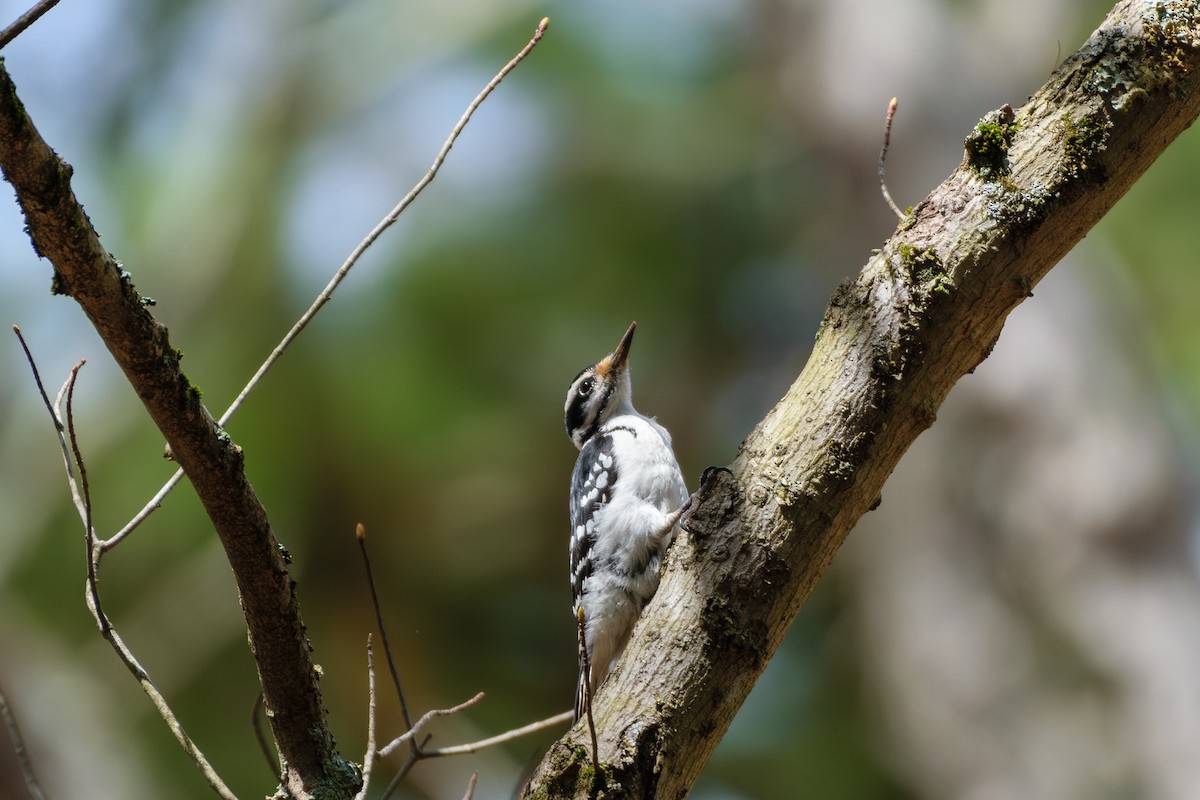 Hairy Woodpecker - ML617615307