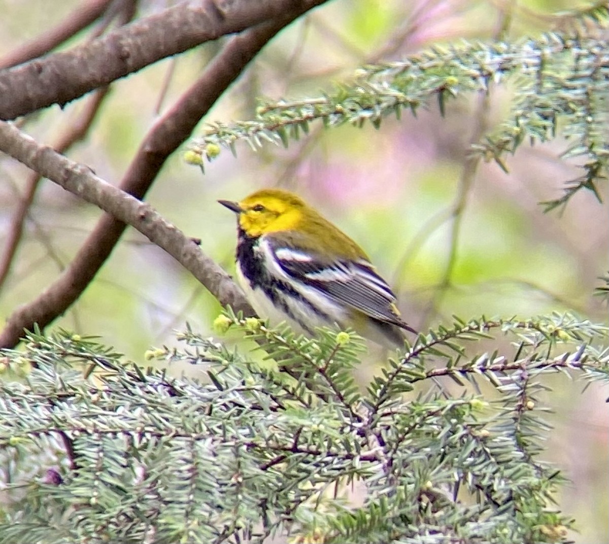 Black-throated Green Warbler - Michael Onel