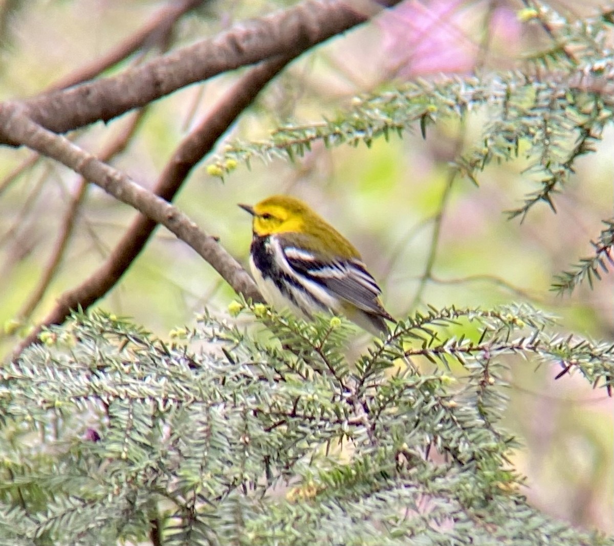 Black-throated Green Warbler - Michael Onel