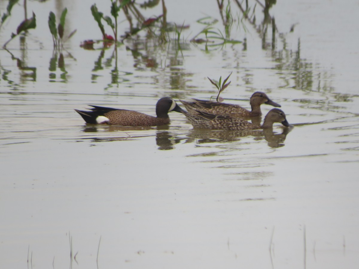 Blue-winged Teal - ML617615364