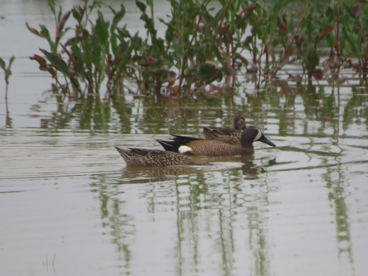 Blue-winged Teal - ML617615375