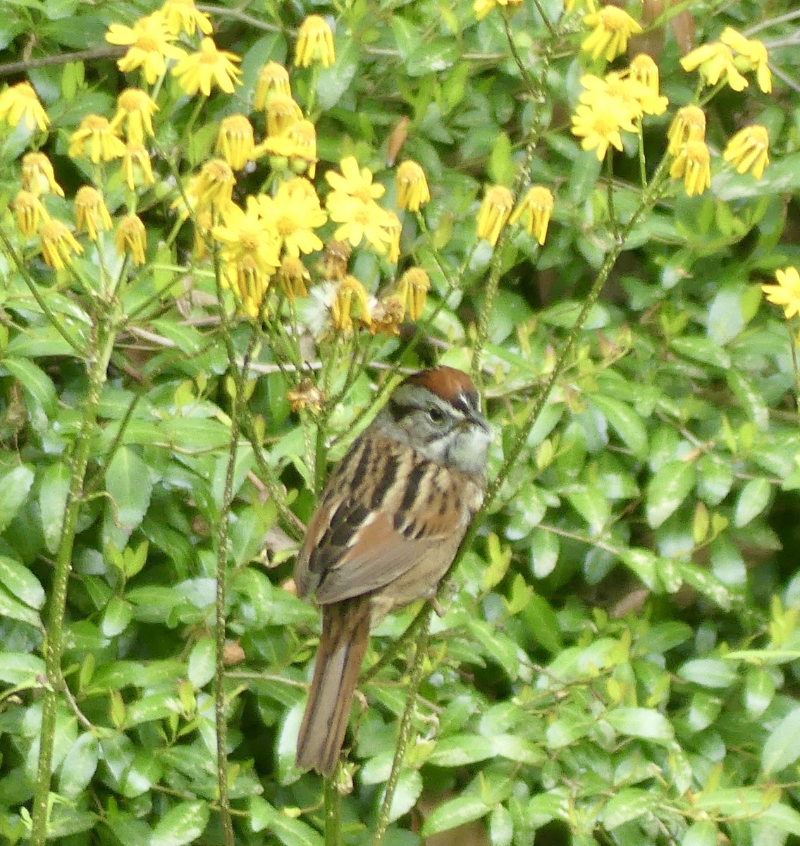 Swamp Sparrow - ML617615383