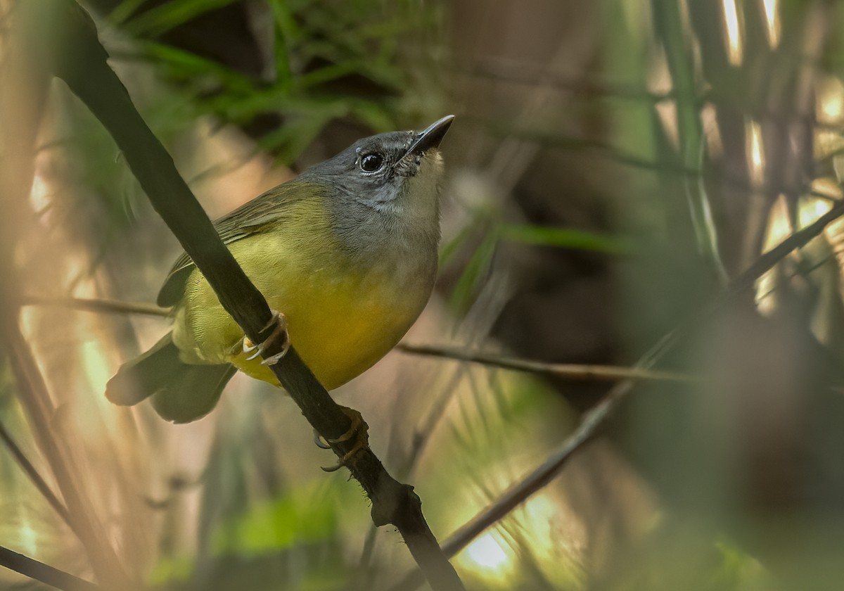 Gray-throated Warbler - Lars Petersson | My World of Bird Photography