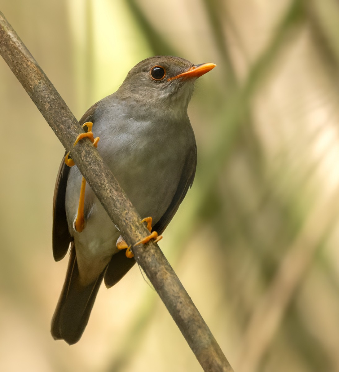 Orange-billed Nightingale-Thrush (Orange-billed) - Lars Petersson | My World of Bird Photography