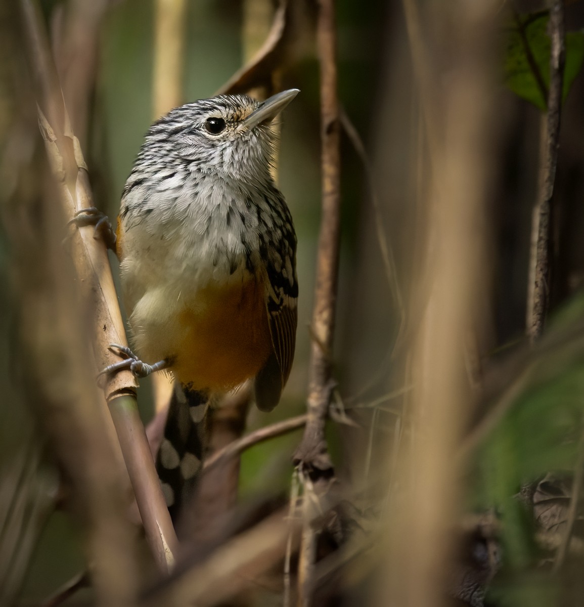 Klages's Antbird - Lars Petersson | My World of Bird Photography