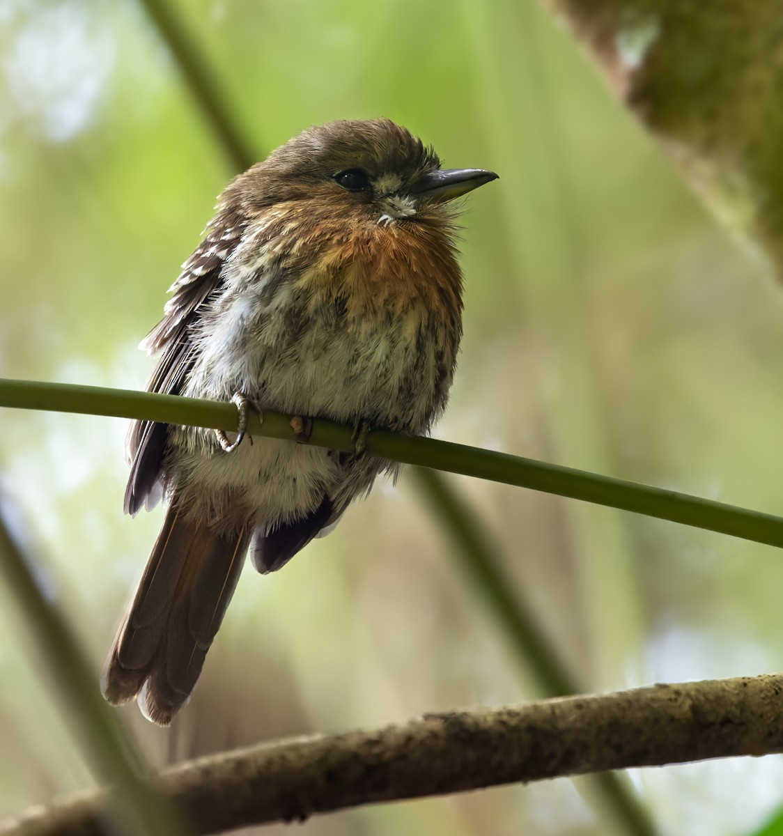 Moustached Puffbird - Lars Petersson | My World of Bird Photography