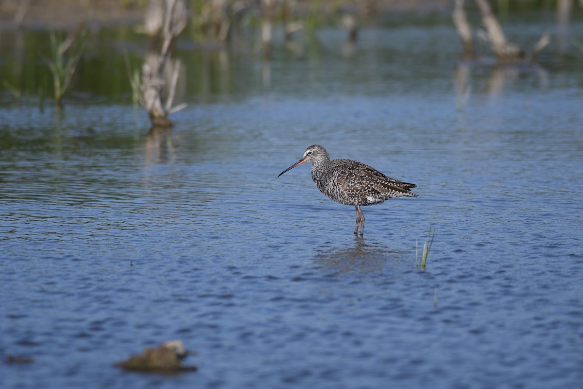 Spotted Redshank - ML617615531