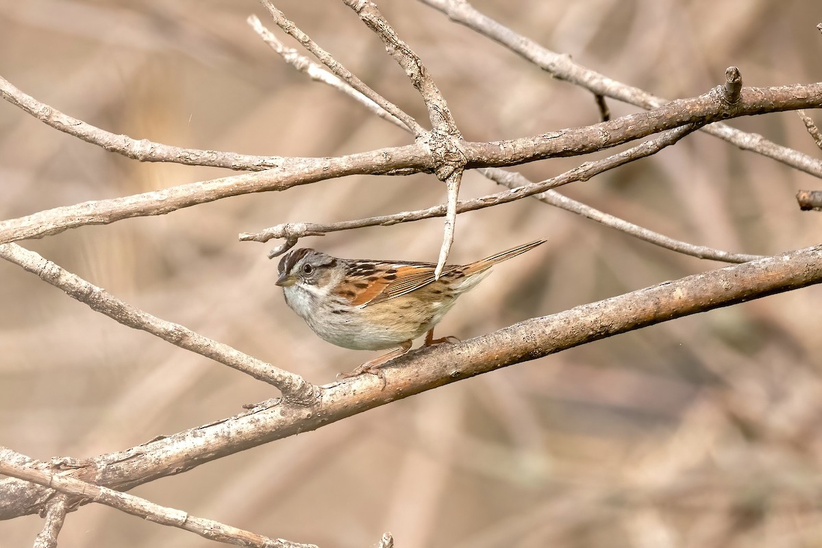 Swamp Sparrow - ML617615600