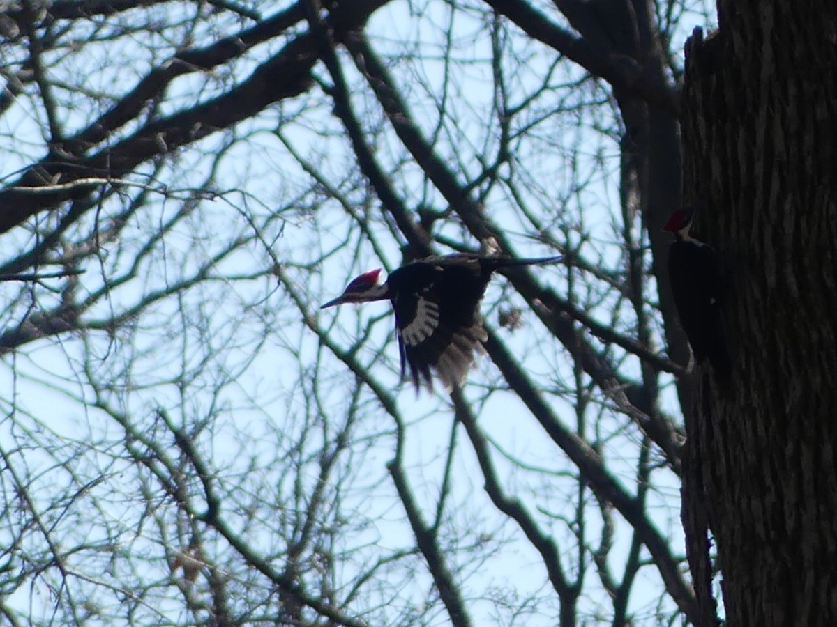 Pileated Woodpecker - ML617615625