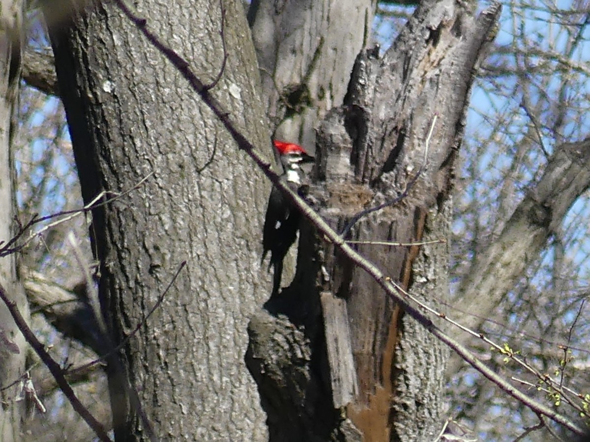 Pileated Woodpecker - ML617615626