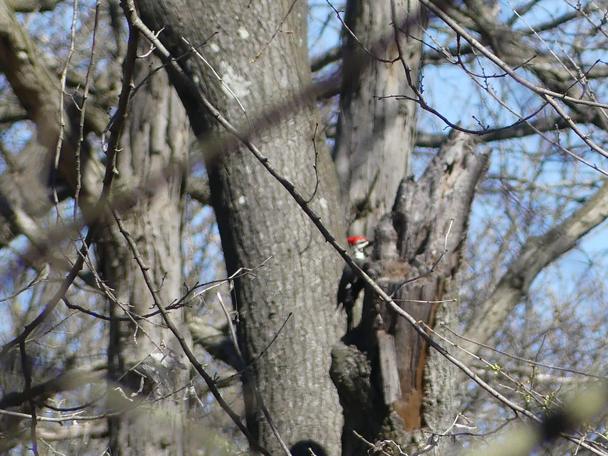 Pileated Woodpecker - ML617615627