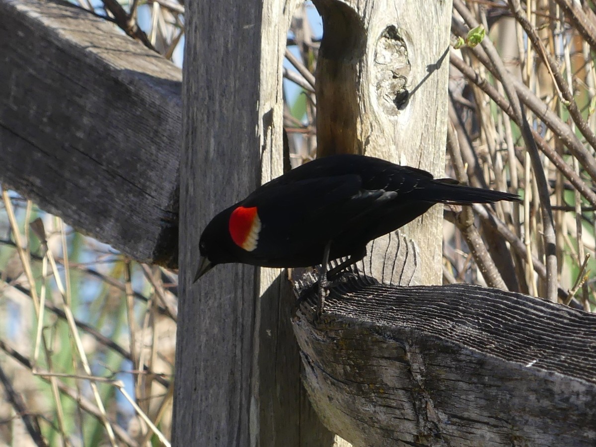 Red-winged Blackbird - ML617615655