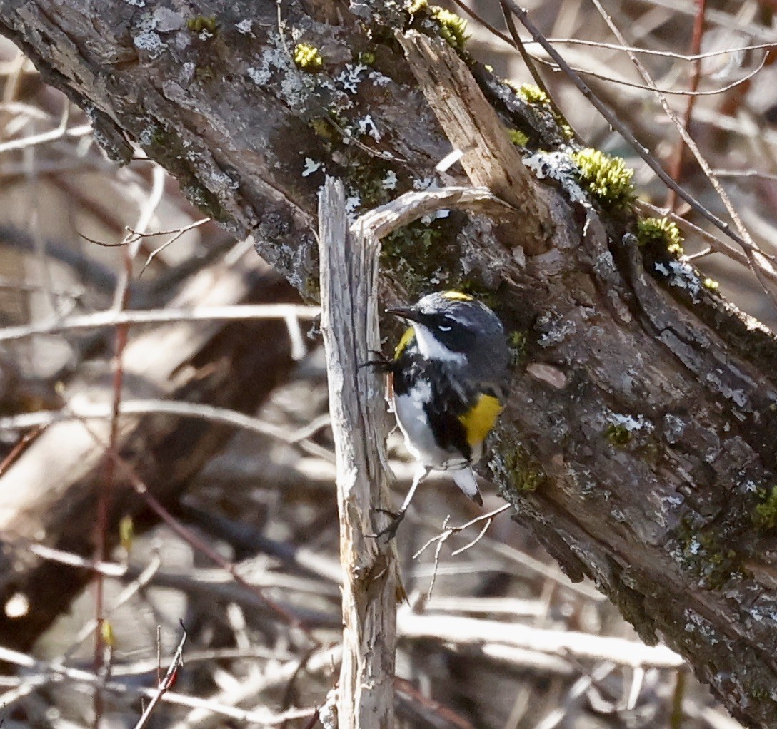 Yellow-rumped Warbler (Myrtle) - ML617615673