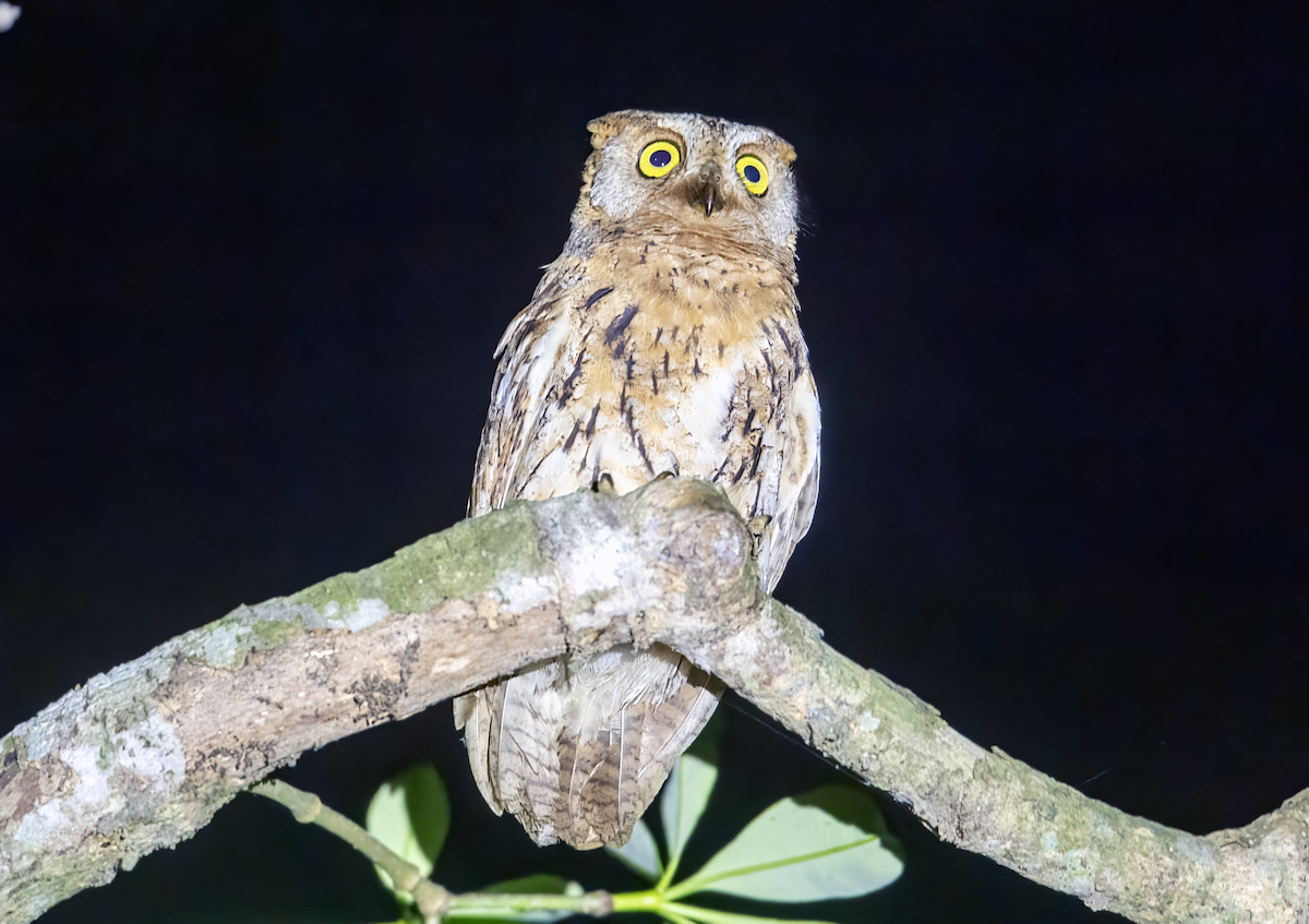 Oriental Scops-Owl - Parmil Kumar