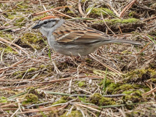 Chipping Sparrow - Julie Perrin