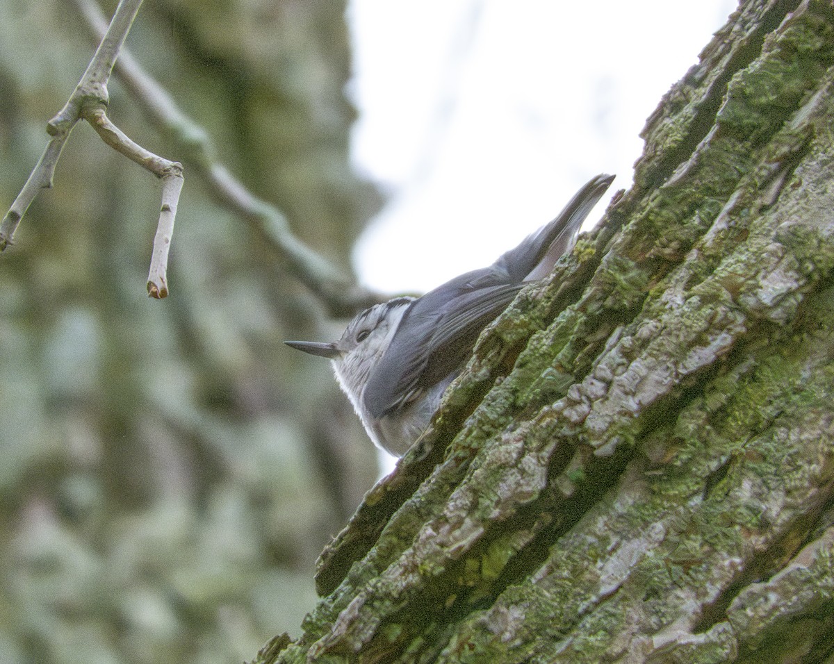 White-breasted Nuthatch - ML617615784