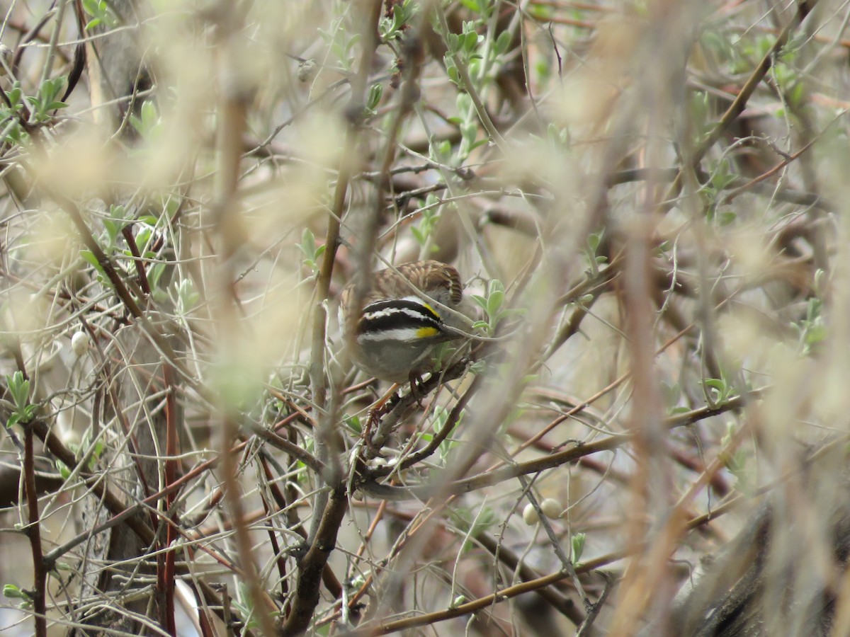 White-throated Sparrow - ML617615805
