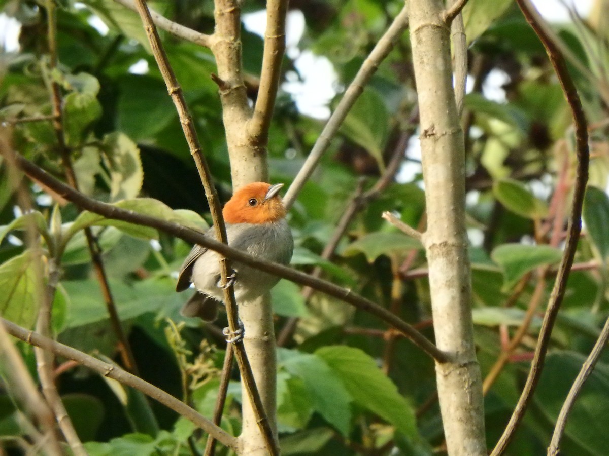 Fulvous-headed Tanager - ML617615818