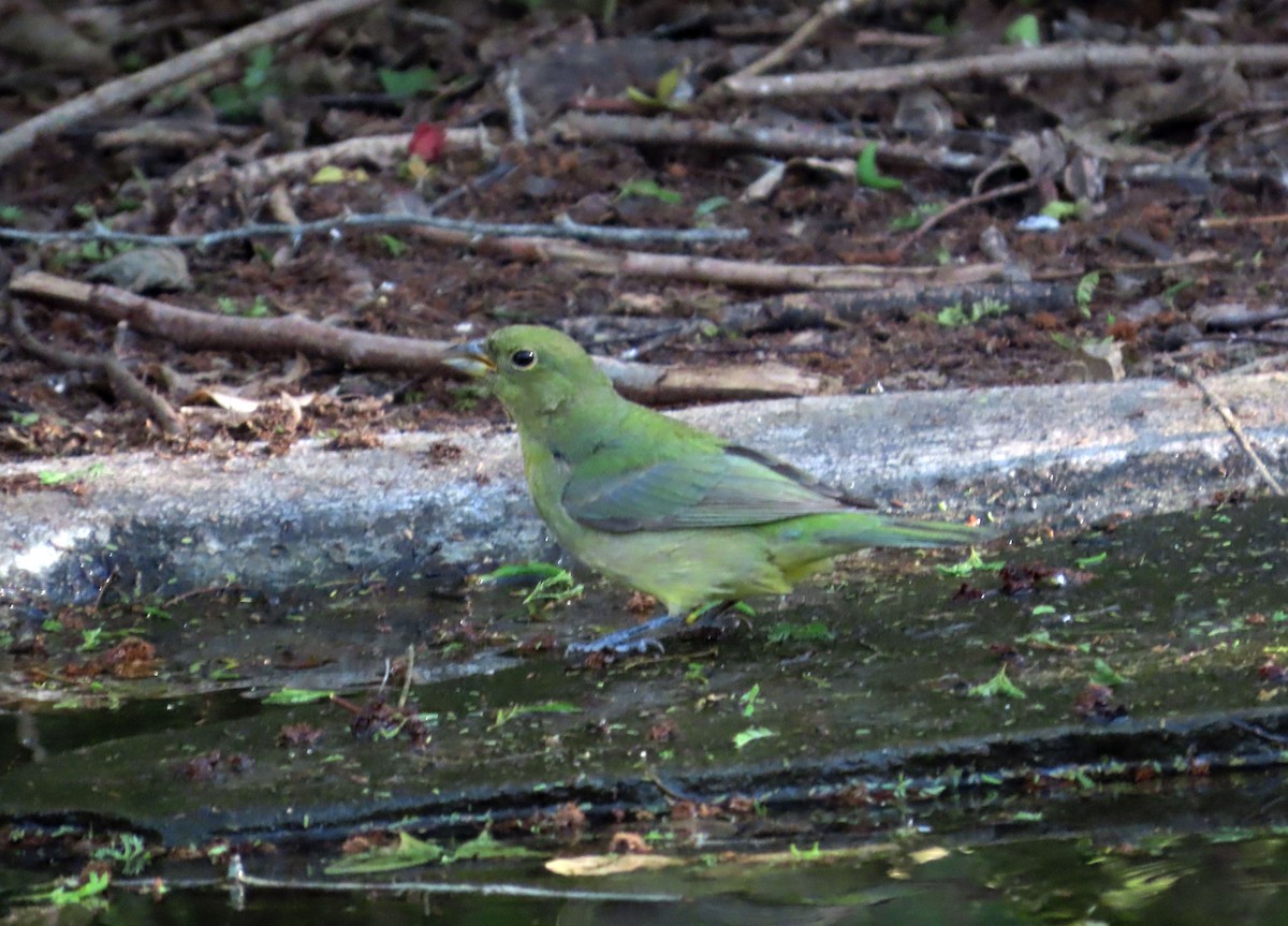 Painted Bunting - ML617615881