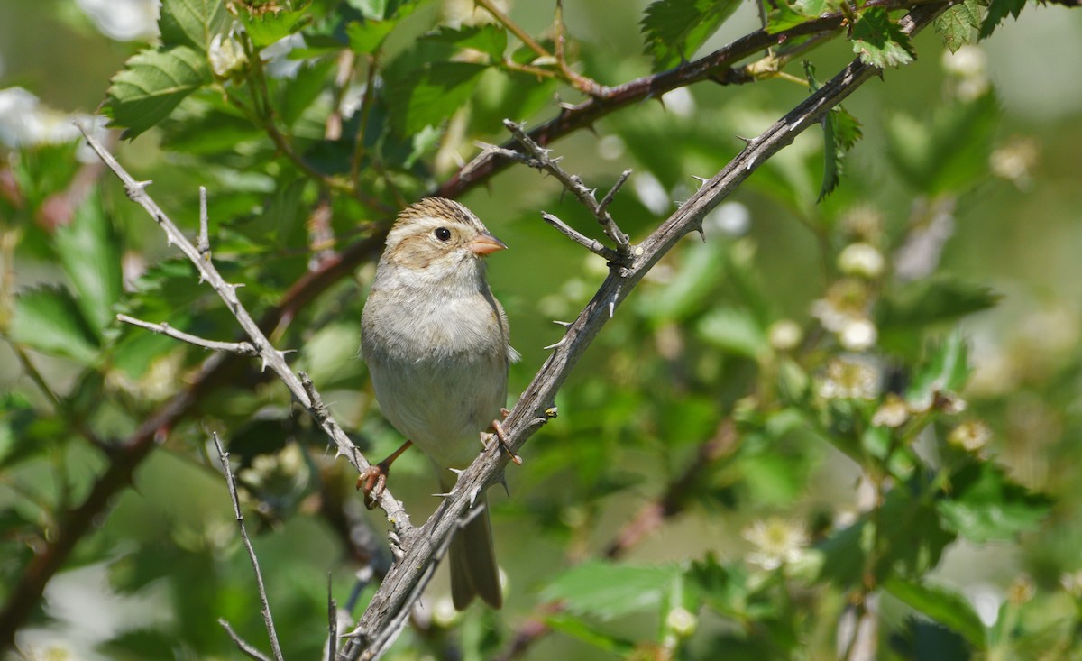 Clay-colored Sparrow - ML617615891