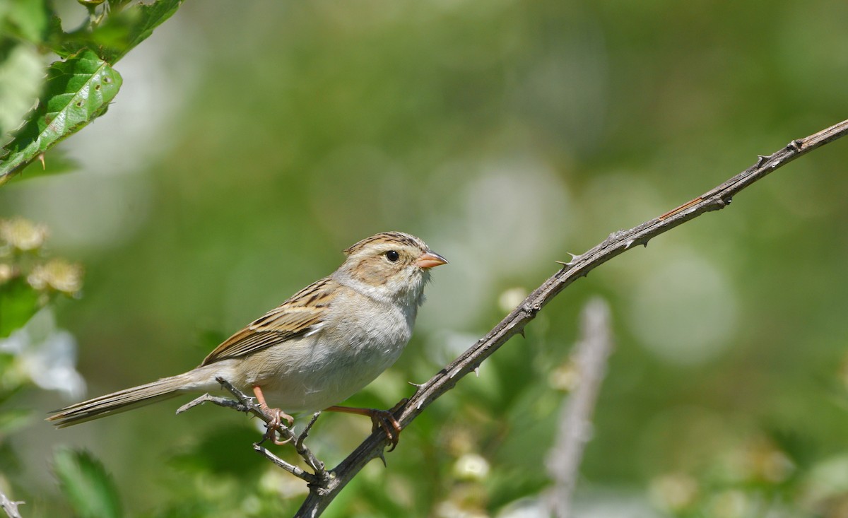 Clay-colored Sparrow - ML617615892