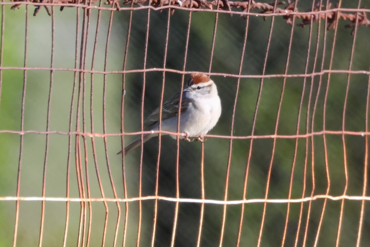 Chipping Sparrow - ML617615948