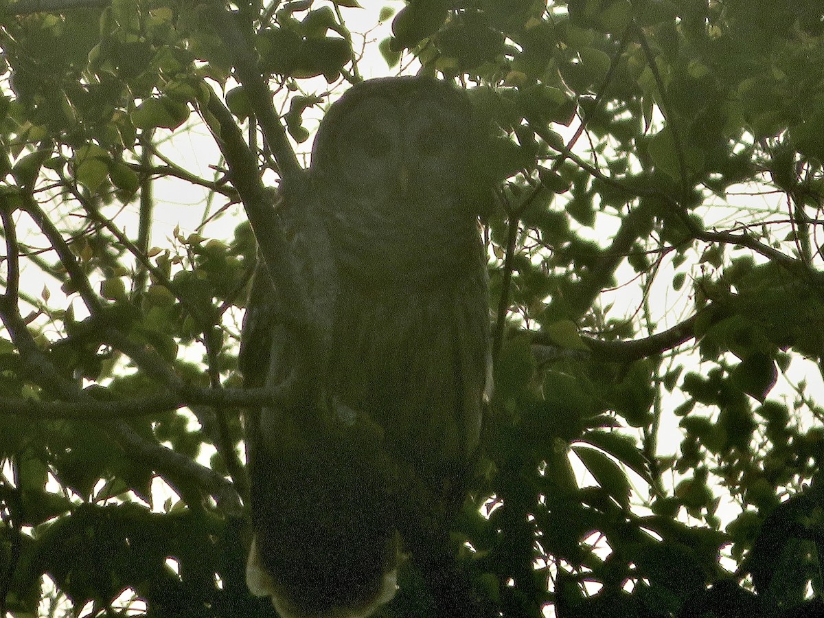 Barred Owl - ML617615973