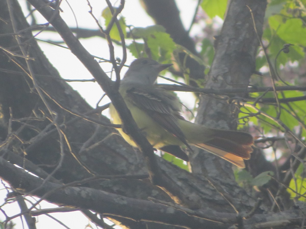 Great Crested Flycatcher - ML617615999