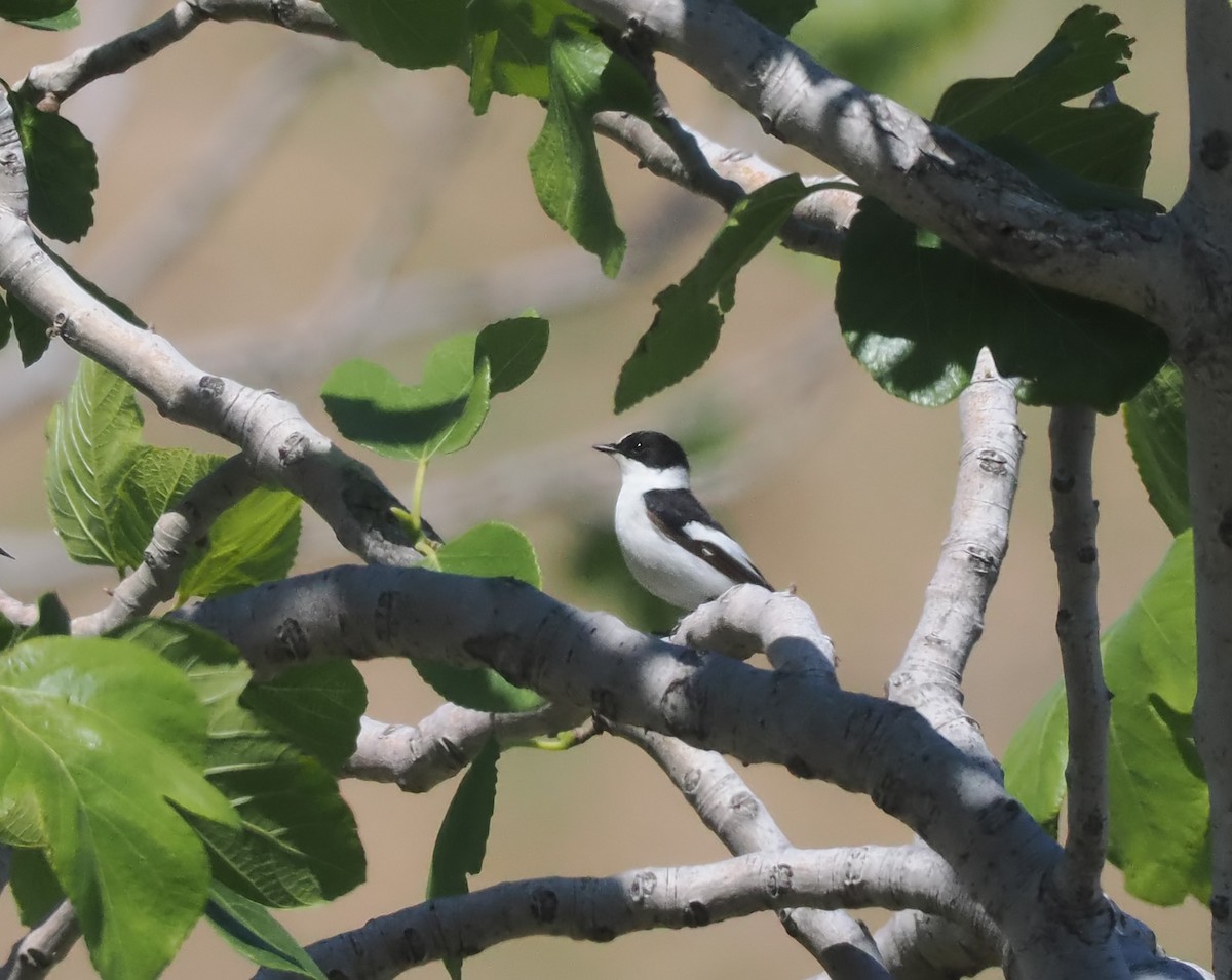 Collared Flycatcher - Andrew Whitehouse