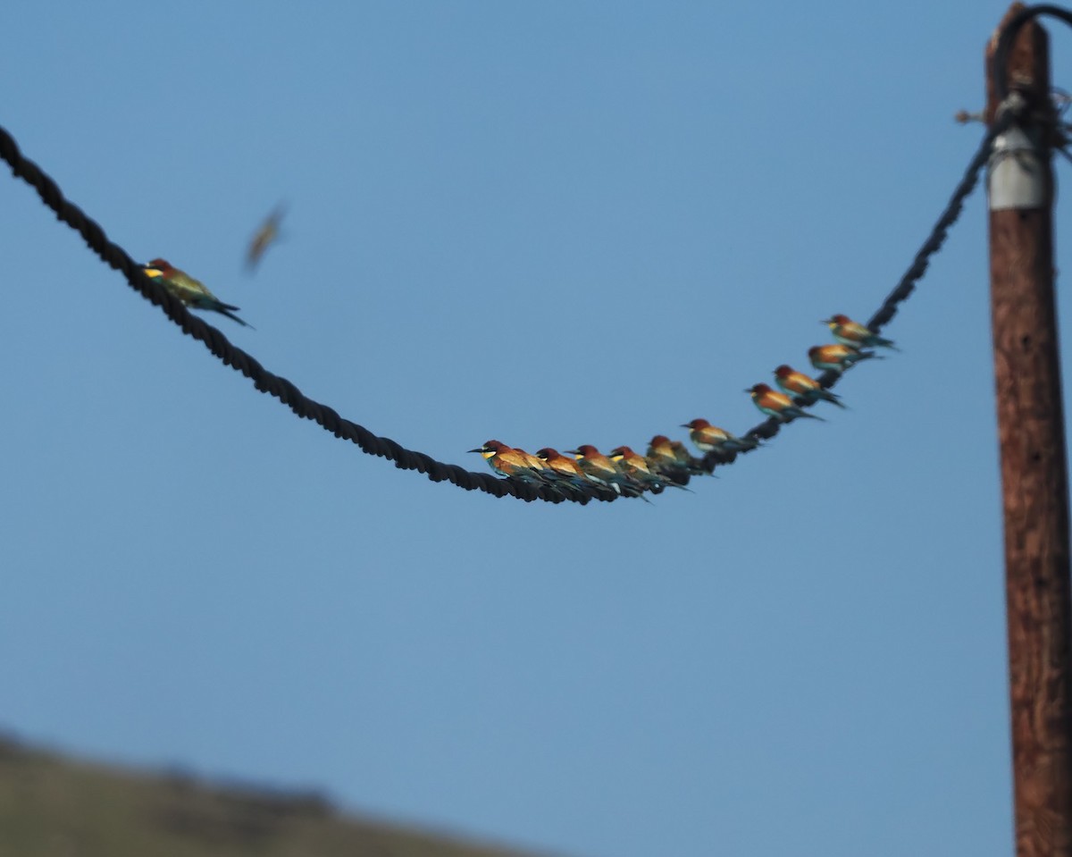 European Bee-eater - Andrew Whitehouse