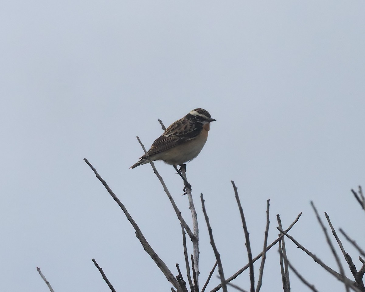 Whinchat - Andrew Whitehouse