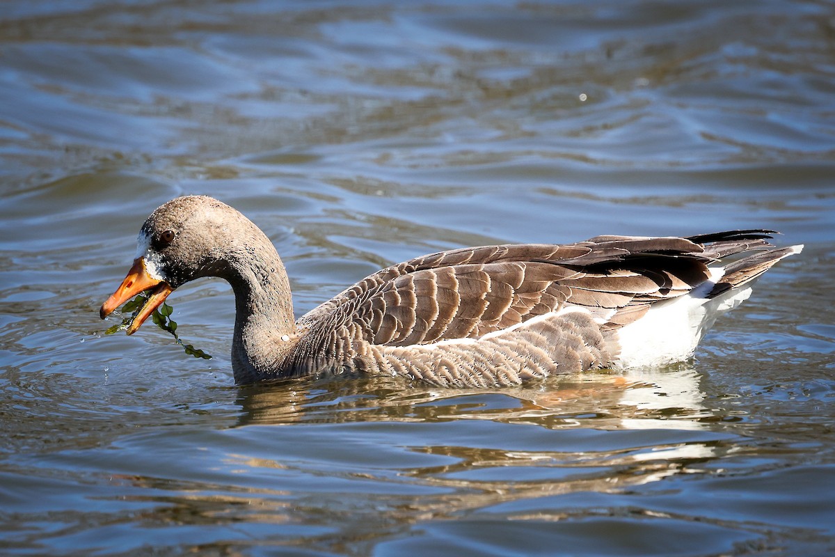Greater White-fronted Goose - ML617616043