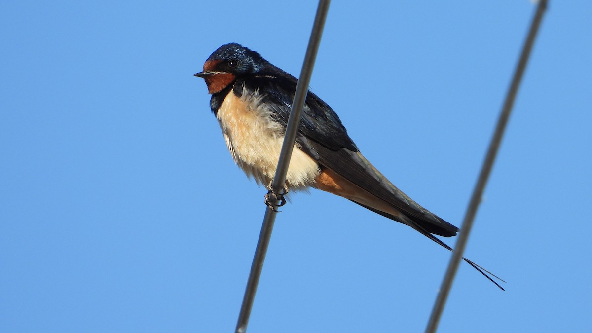 Barn Swallow - ML617616055