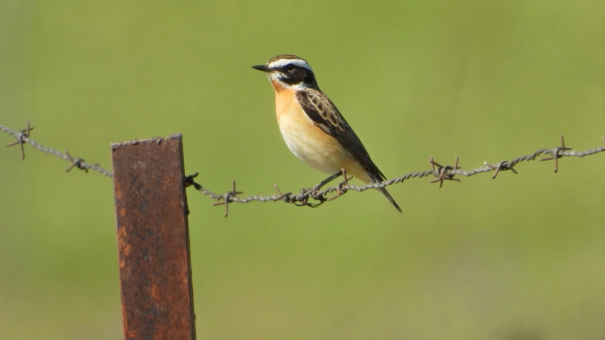 Whinchat - ML617616060