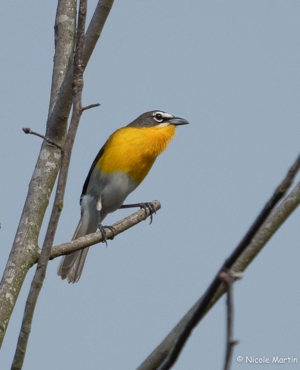 Yellow-breasted Chat - ML617616070