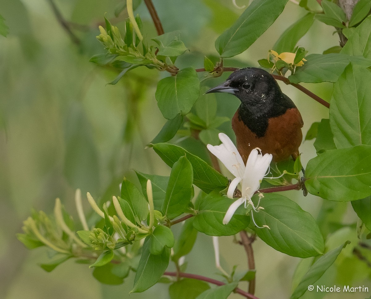 Orchard Oriole - ML617616091