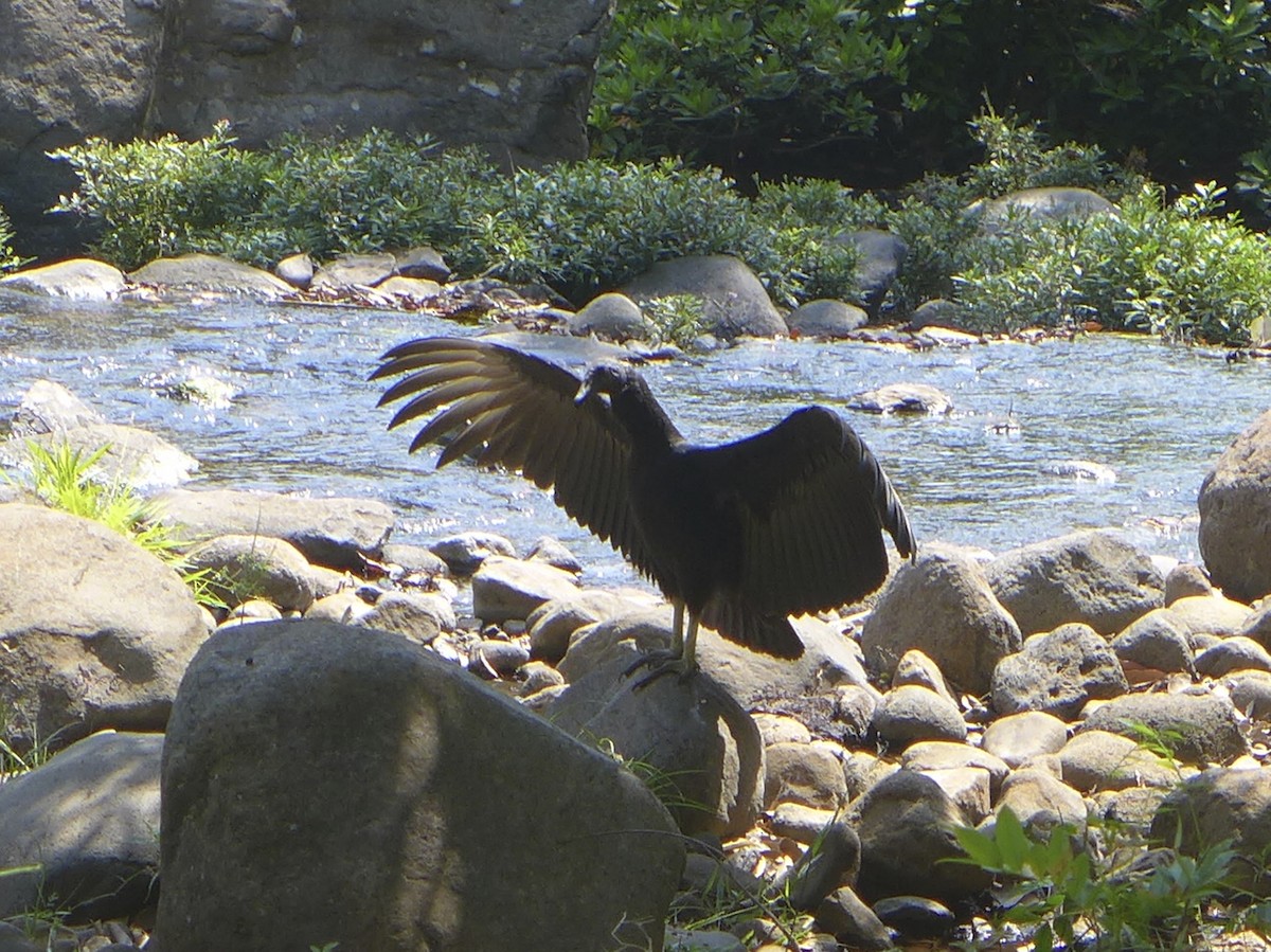 Black Vulture - ML617616113