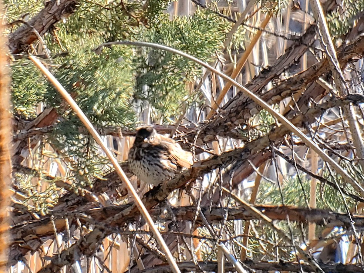 Fox Sparrow (Slate-colored) - ML617616173