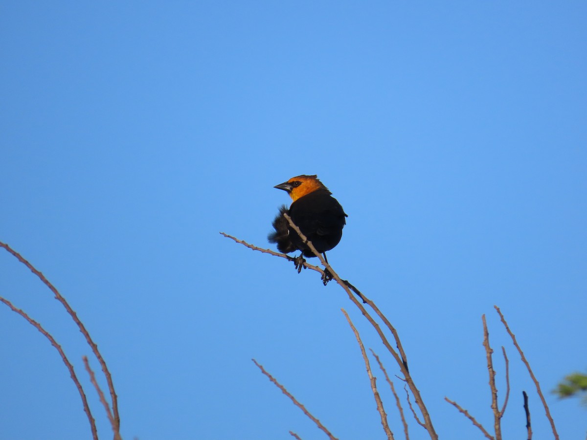 Yellow-headed Blackbird - ML617616185