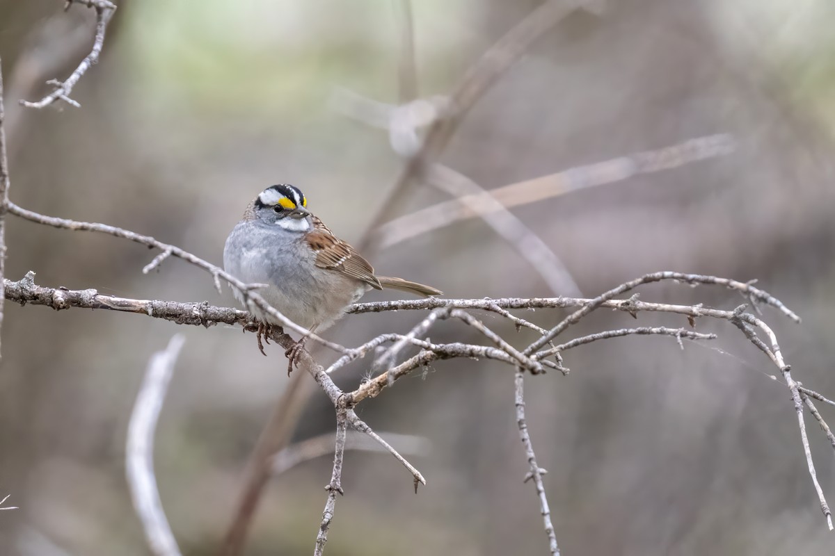 White-throated Sparrow - Matt Saunders