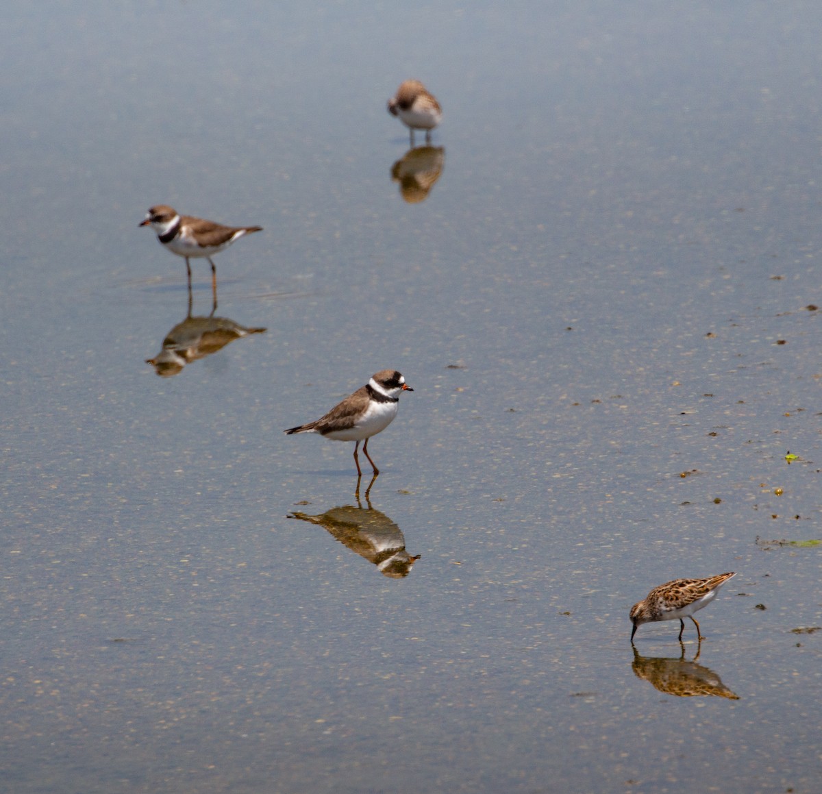 Semipalmated Plover - ML617616266