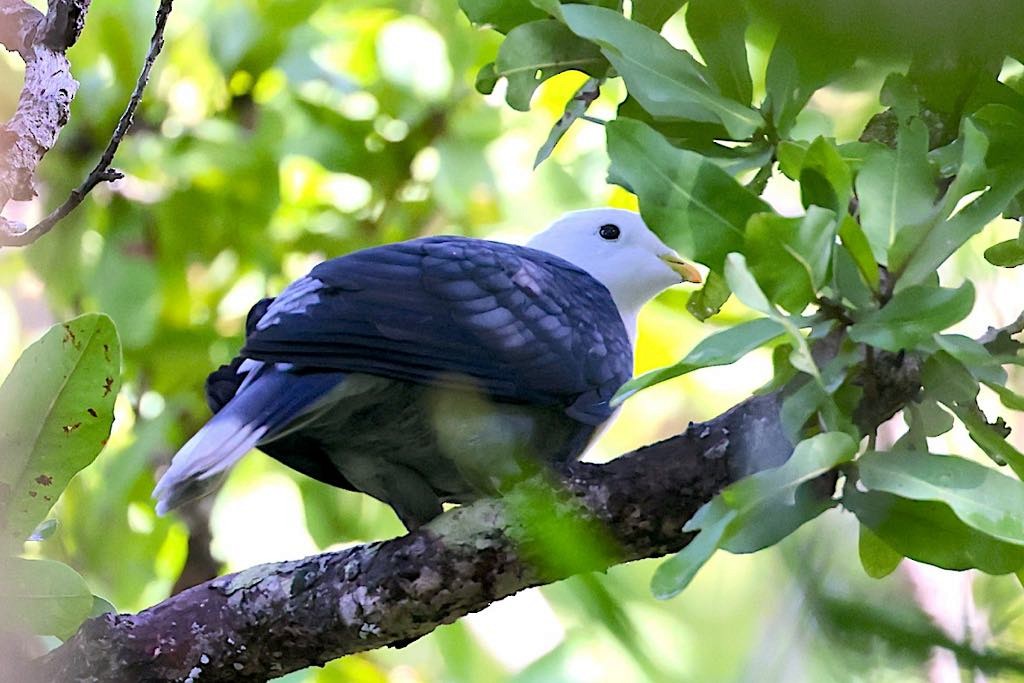 Black-banded Fruit-Dove - ML617616272