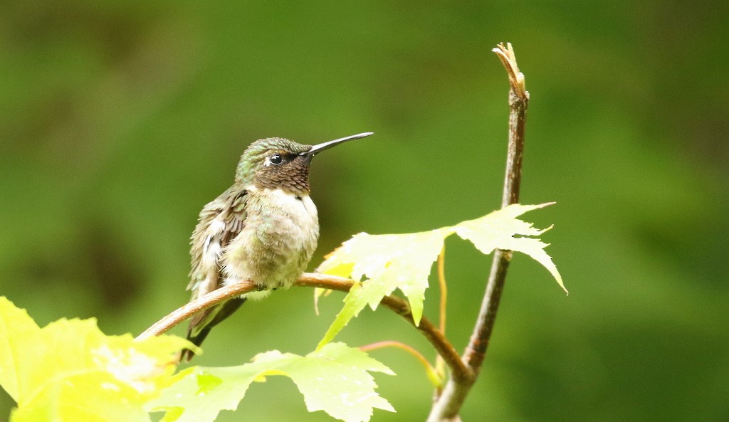 Ruby-throated Hummingbird - ML617616310