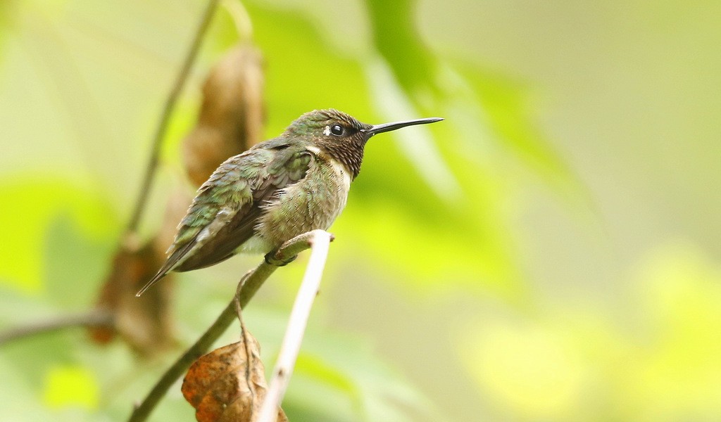 Ruby-throated Hummingbird - Julie Gidwitz