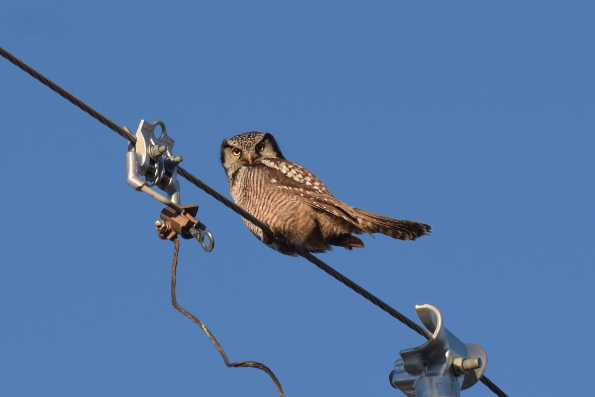 Northern Hawk Owl - Alessandra Kite