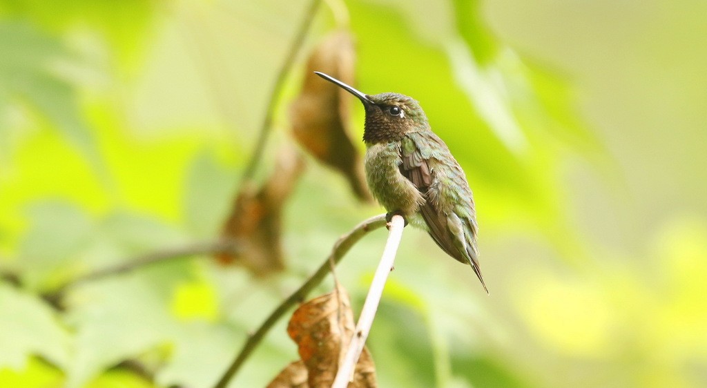 Ruby-throated Hummingbird - ML617616322