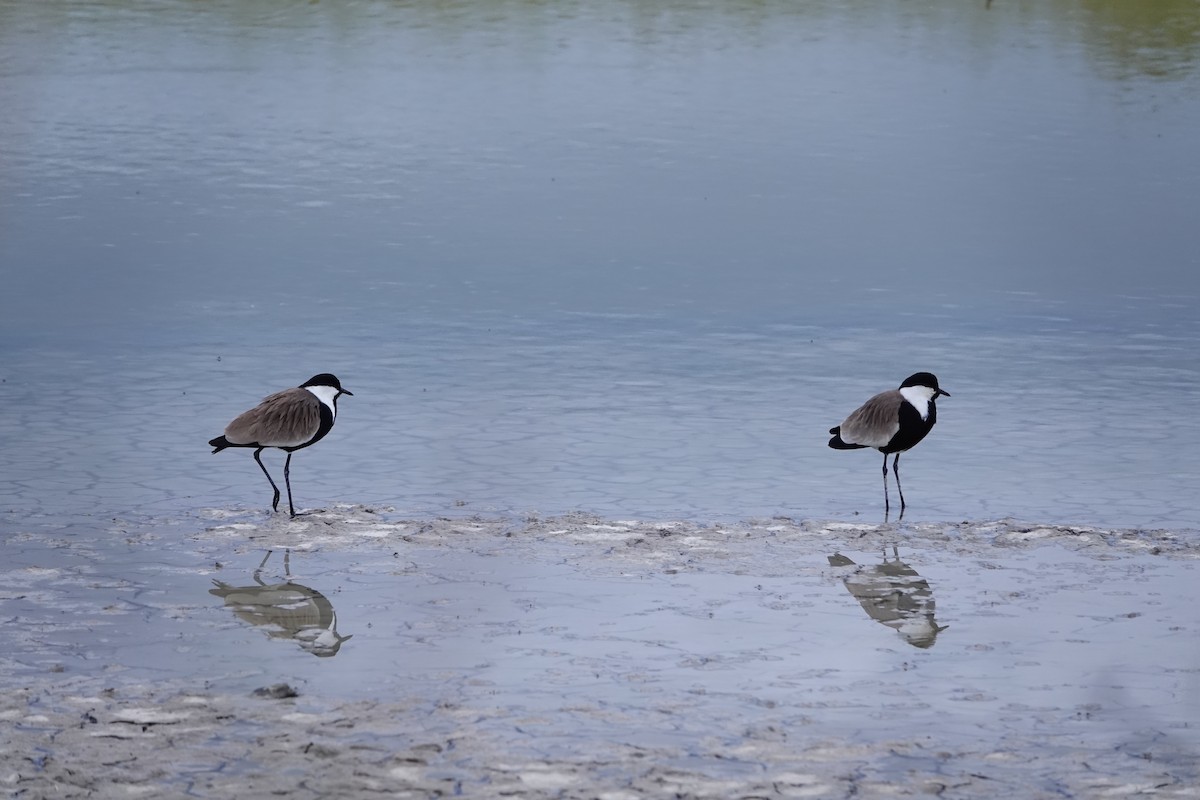 Spur-winged Lapwing - ML617616344