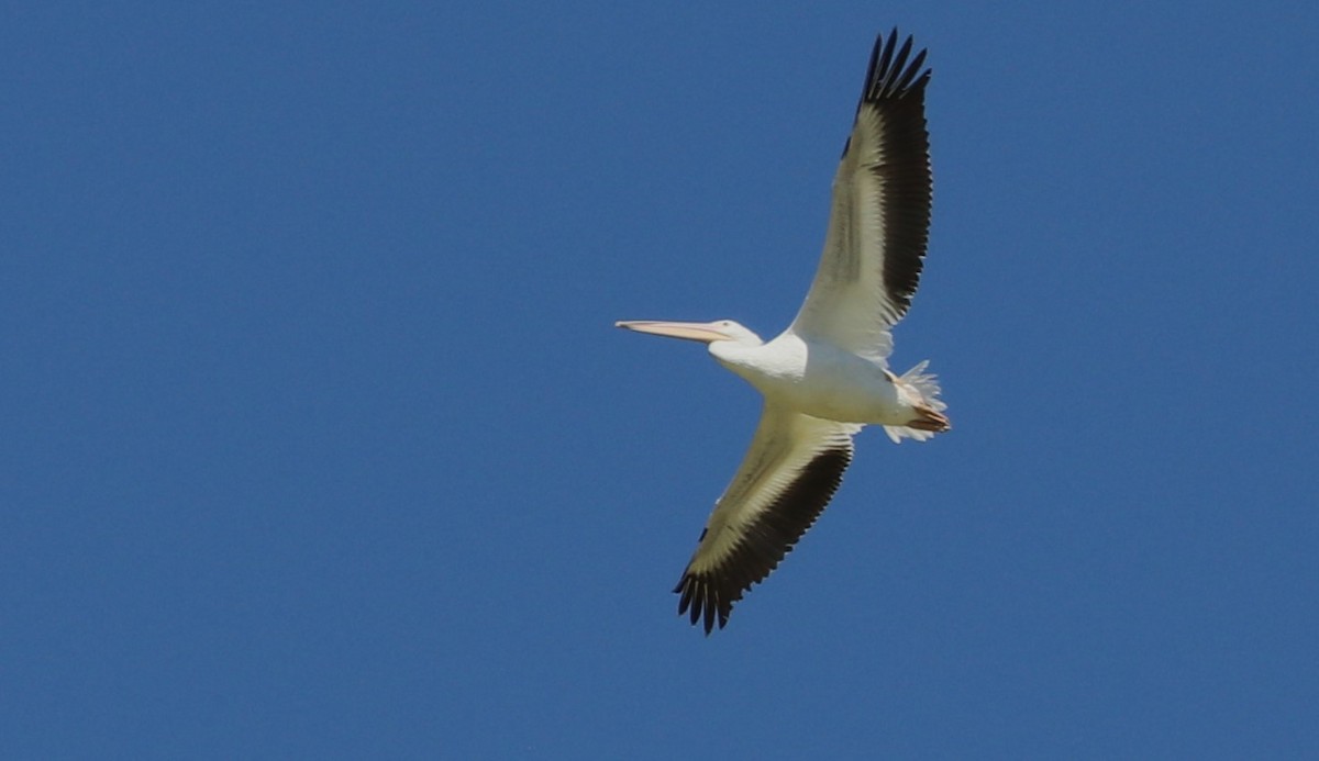 American White Pelican - Matthew Valencic