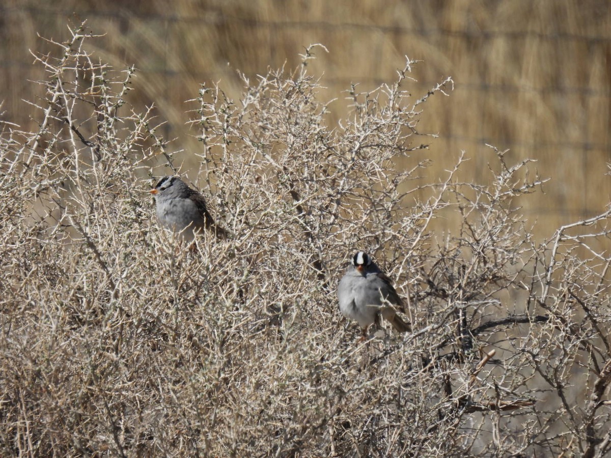 White-crowned Sparrow - ML617616432