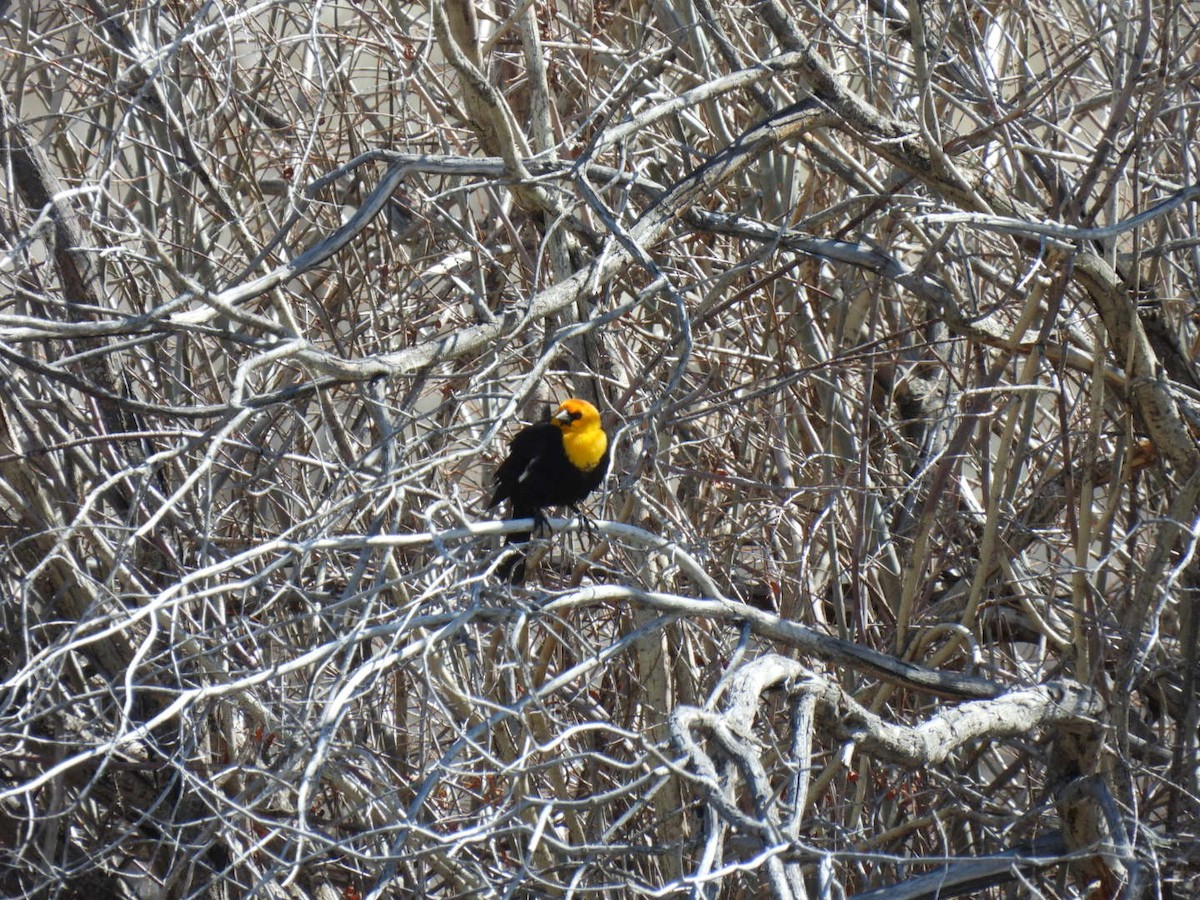 Yellow-headed Blackbird - ML617616454